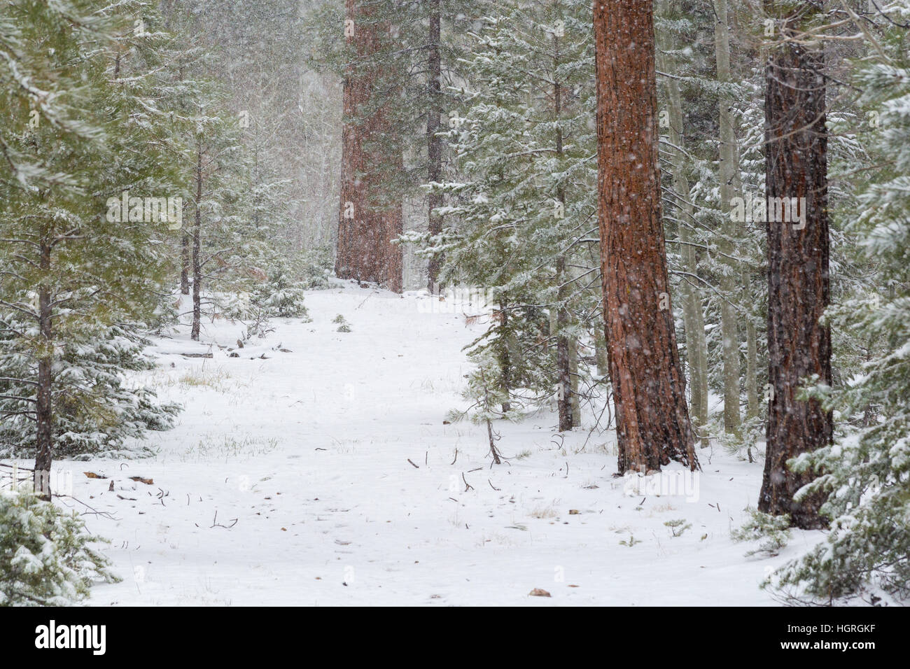 A Late Winter Storm Dropping Snow In Pine Fir And Aspen Forest On Stock Photo Alamy