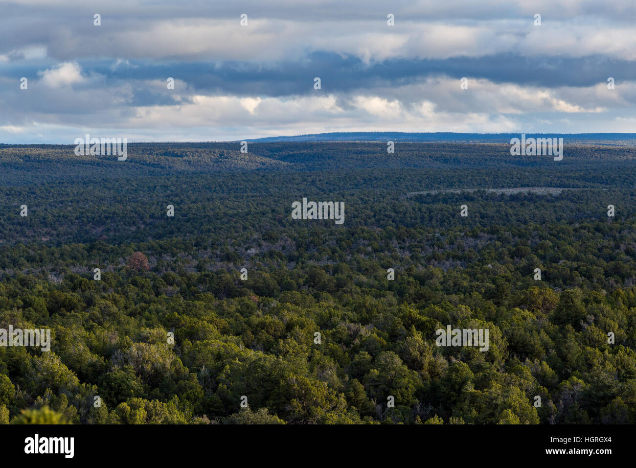 A forest on the northern Kaibab Plateau comprised of mostly juniper and pinyon pine trees. Kiabab National Forest, Arizona Stock Photo