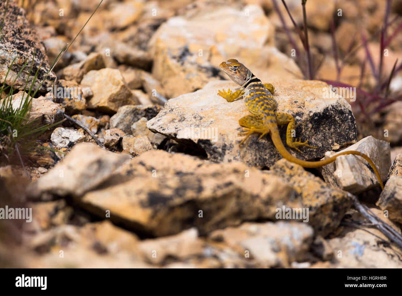 A collared lizard sunning on a rock along the Arizona Trail. Northern