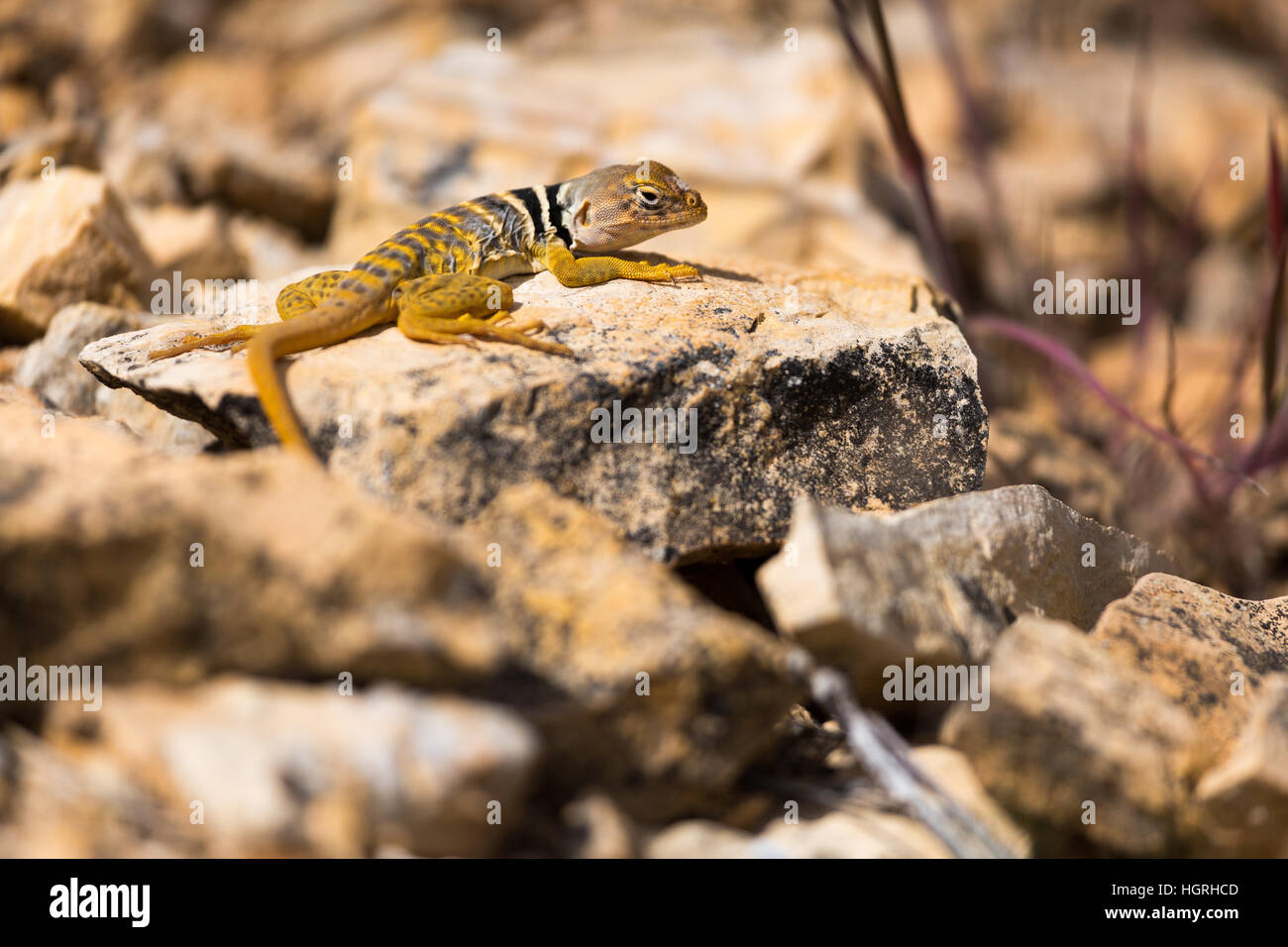 A collared lizard sunning on a rock along the Arizona Trail. Northern