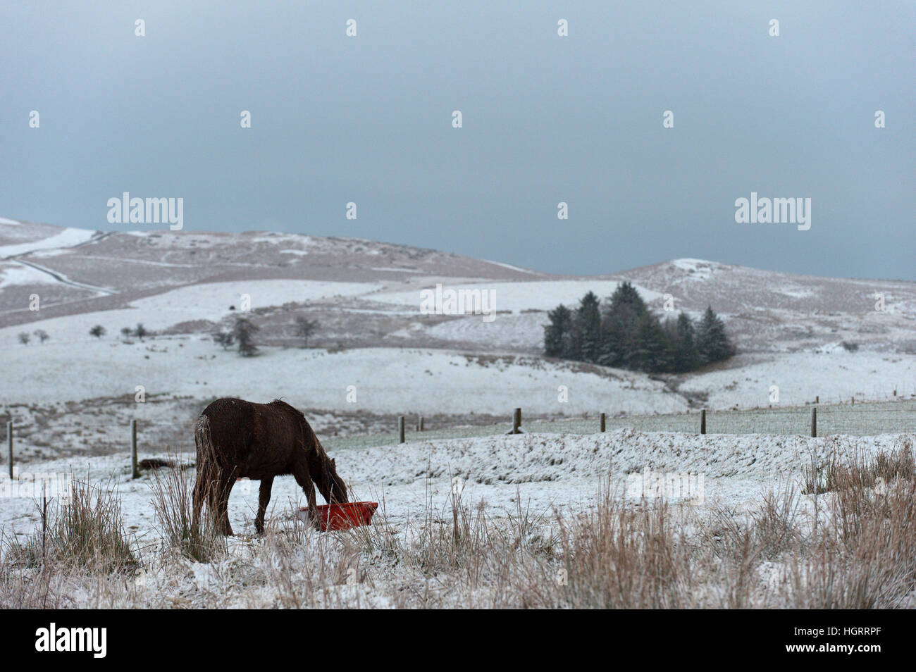 Builth Wells, Powys, Wales, UK. 12th January 2017.  Young Welsh pony feeds in a wintry landscape on the high moorland of the Mynydd Epynt range near Builth Wells in Powys, Mid Wales, UK. © Graham M. Lawrence/Alamy Live News. Stock Photo