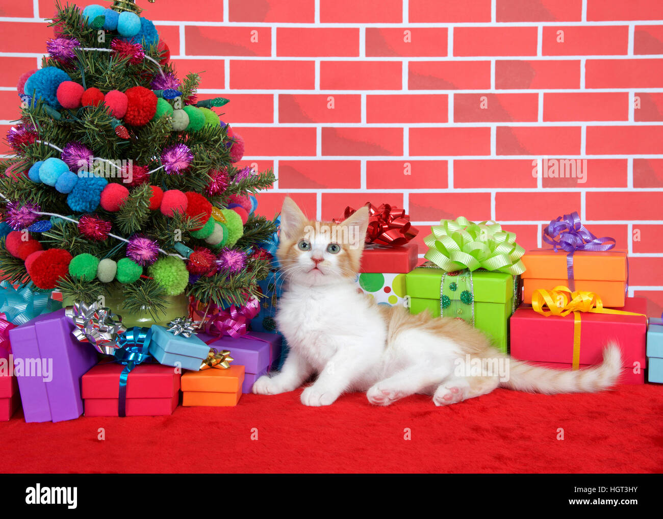 Orange white tabby kitten looking at up, laying on red fur carpet by christmas tree, decorated with yarn balls lights, presents Stock Photo