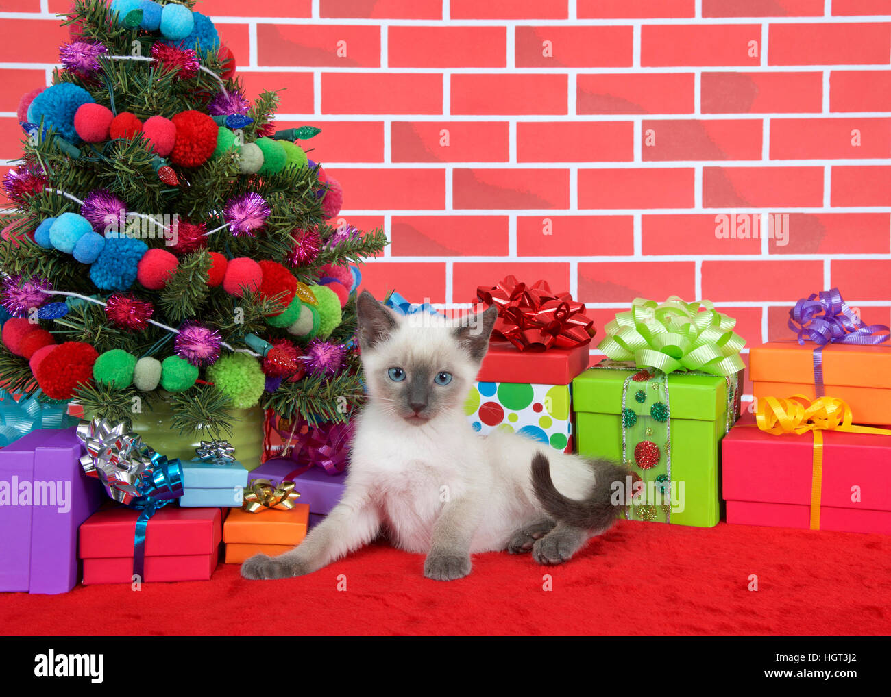 Siamese kitten looking at viewer, laying on red fur carpet by christmas tree, decorated with yarn balls lights, colorful prents Stock Photo