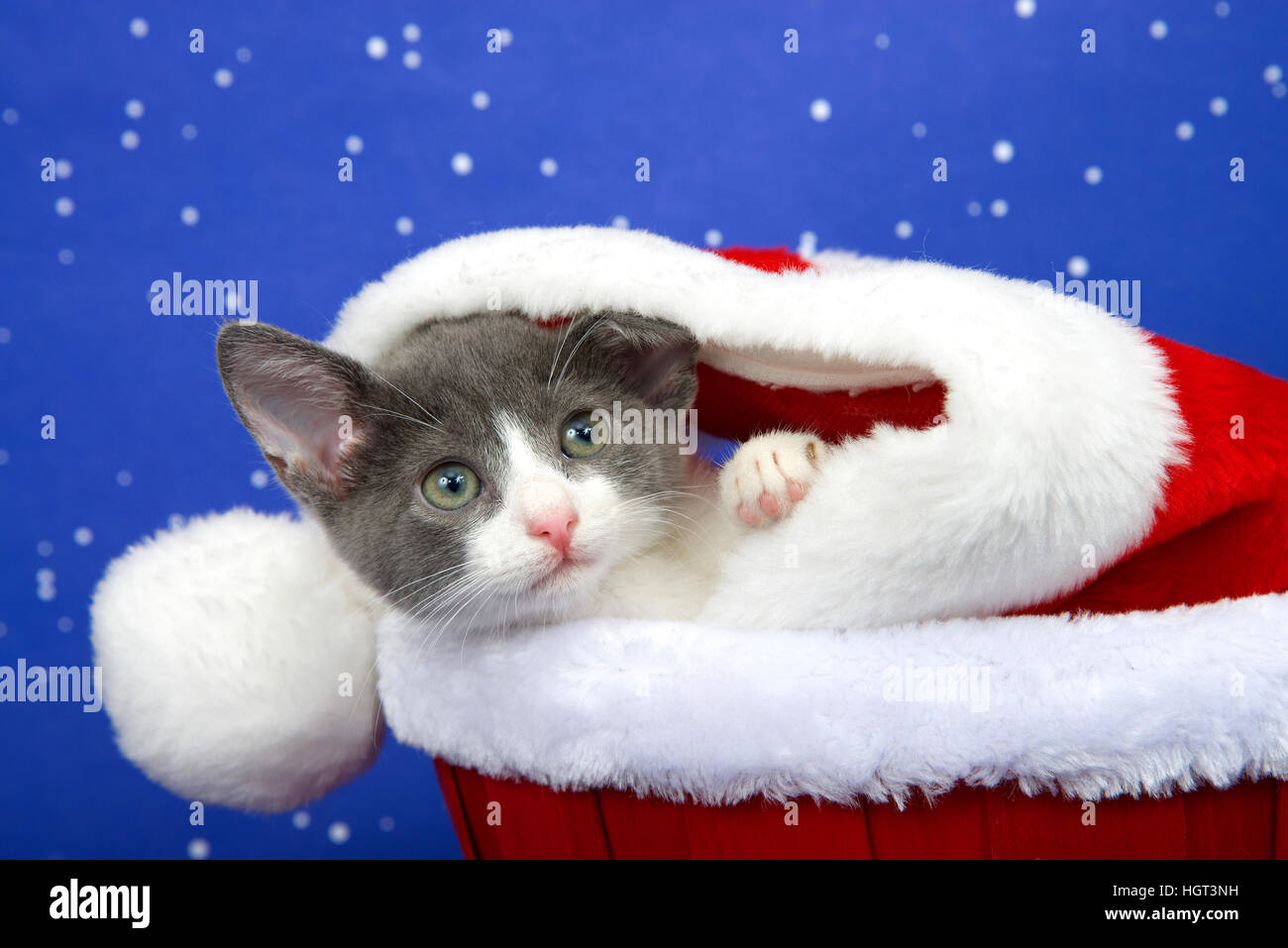 Tabby kitten gray and white peaking out of red velvet and white fur lined fabric in a fur lined basket, blue starry background. close up. Stock Photo