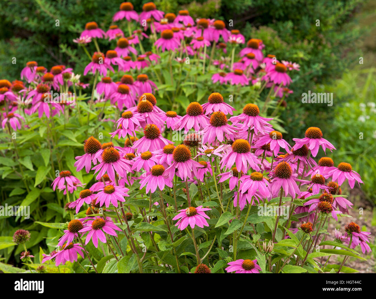 Echinacea (Echinacea purpurea), Quebec, Canada Stock Photo