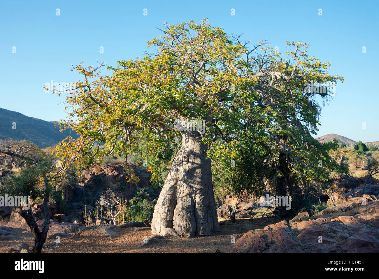 Baobab (Adansonia digitata) tree, Kaokoveld, Namibia Stock Photo
