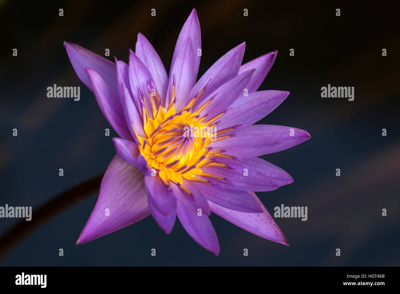 Blue lily hi-res stock photography and images - Alamy