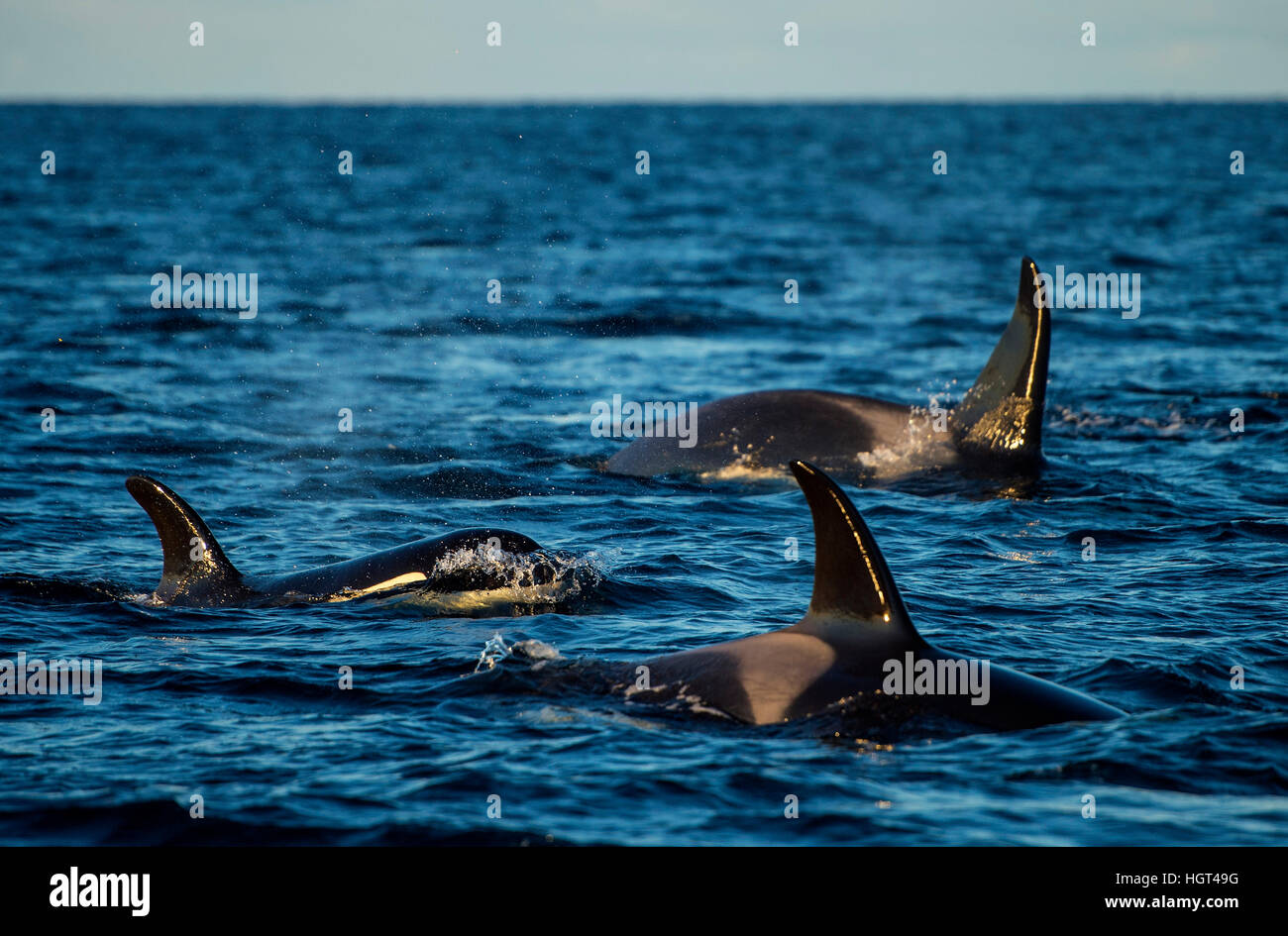 Orcas or killer whales (Orcinus orca), Kaldfjorden, Norway Stock Photo