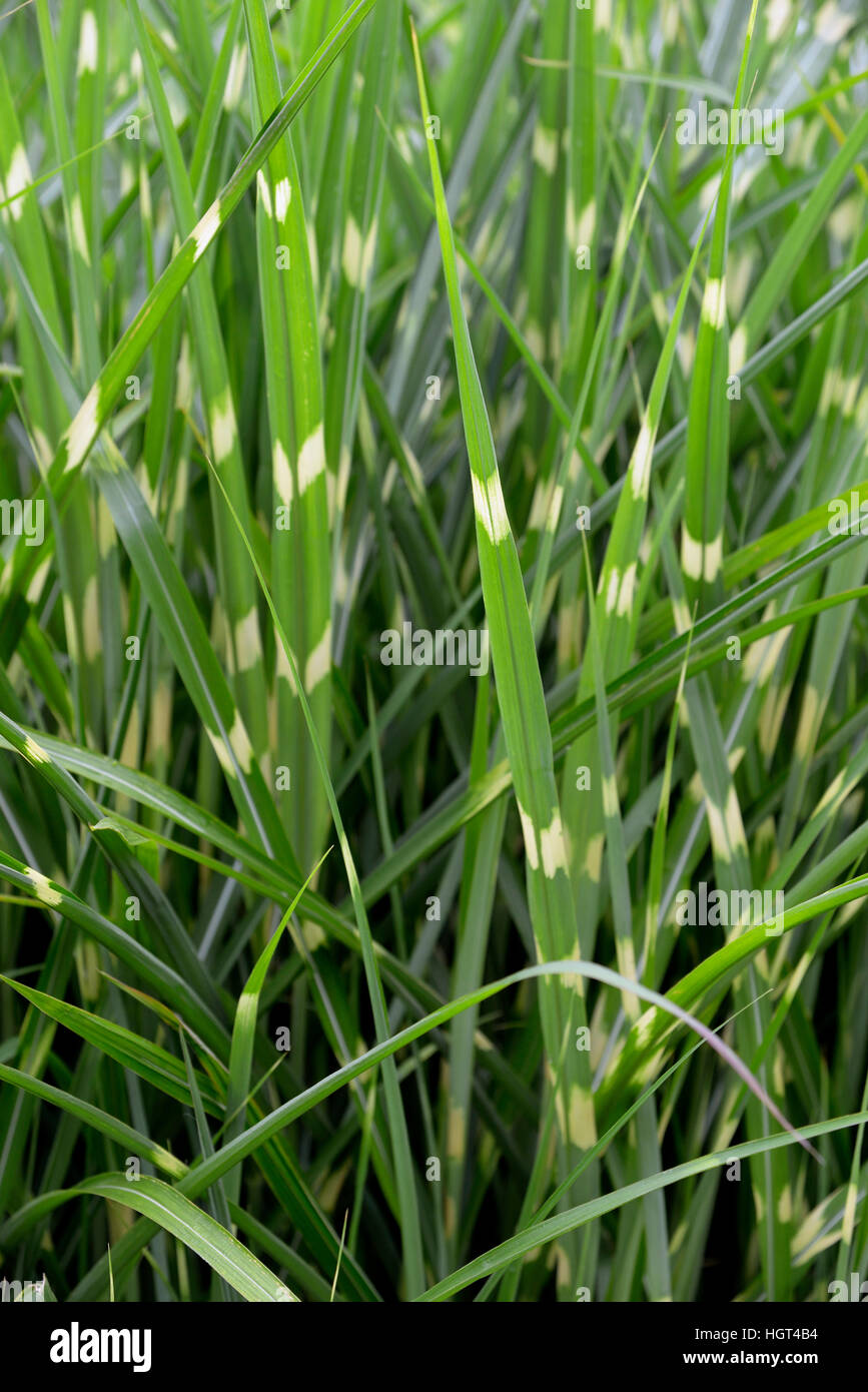 Zebra grass (Miscanthus sinensis var. zebrinus), North Rhine-Westphalia, Germany Stock Photo