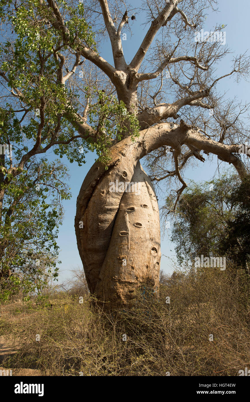 Two intertwined fony baobab (Adansonia rubrostipa) trees, baobabs in love, Morondava, Madagascar Stock Photo