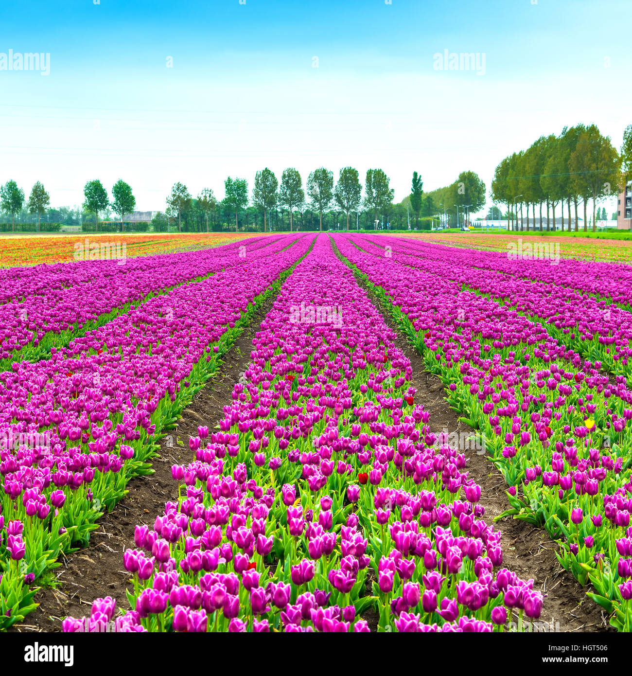 Tulip colorful blossom flowers cultivation field in spring. Keukenhof