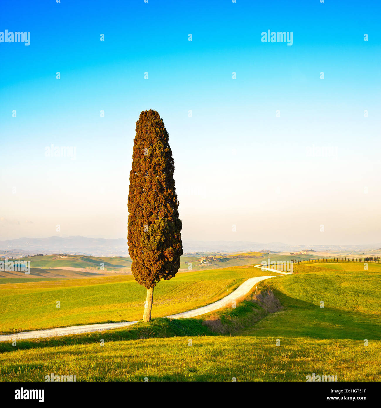 Tuscany, lonely cypress tree and white rural road on sunset. Siena, Orcia Valley, Italy, Europe. Stock Photo