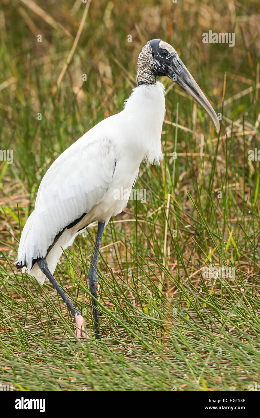 Wood stork (Mycteria americana), in reeds, Everglades National Park, Florida, USA Stock Photo