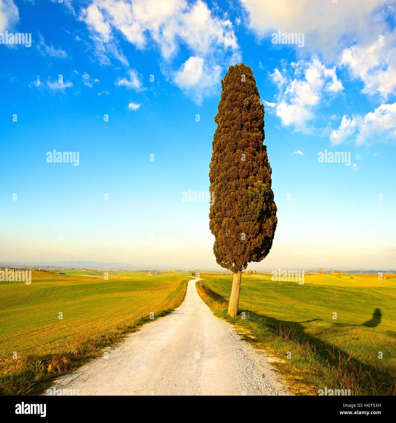 Tuscany, lonely cypress tree and white rural road on sunset. Siena, Orcia Valley, Italy, Europe. Stock Photo