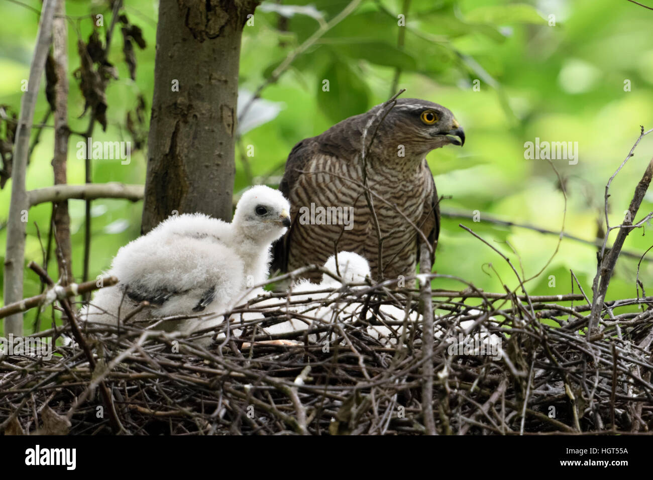 Sparrowhawk ( Accipiter nisus ), adult female with chicks on their eyrie in a deciduous tree, watching, calling, wildlife, Europe. Stock Photo