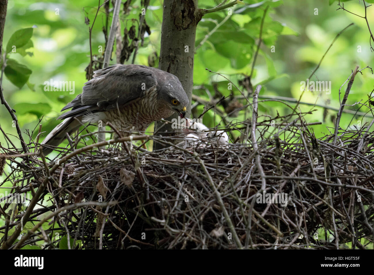 Sparrowhawk ( Accipiter nisus ), caring female, feeding its offspring with small pieces of prey, young chicks begging for food. Stock Photo