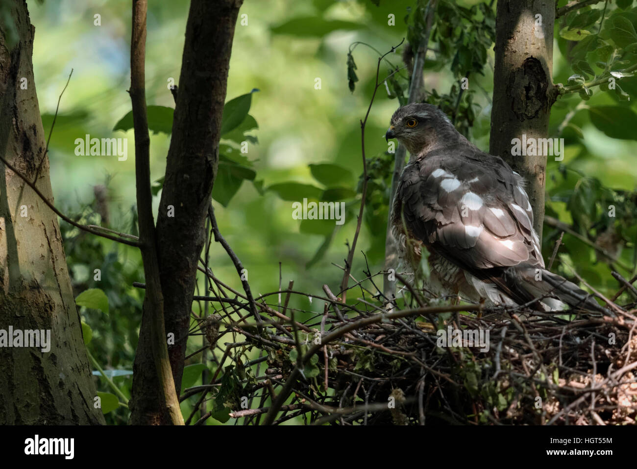 Sparrowhawk ( Accipiter nisus ), adult female, perched on the edge of its nest, watching around attentive, backside view. Stock Photo