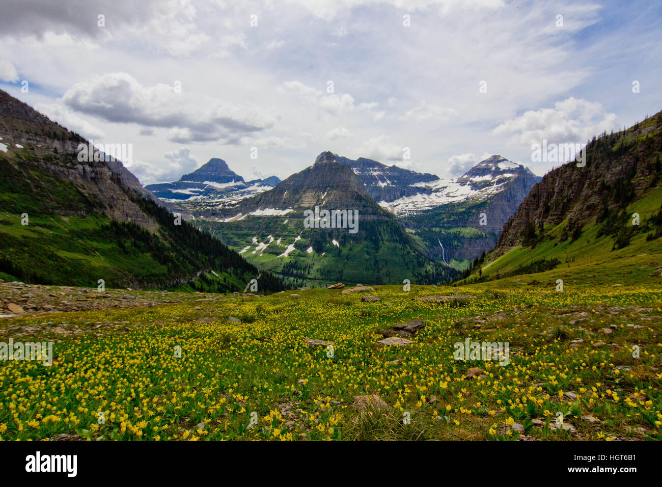 Glacier montana wildflower hi-res stock photography and images - Alamy