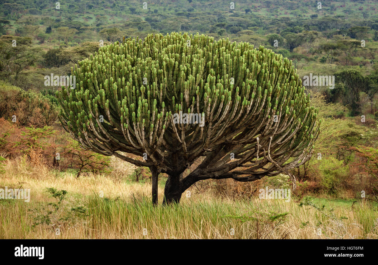 African cactus hires stock photography and images Alamy