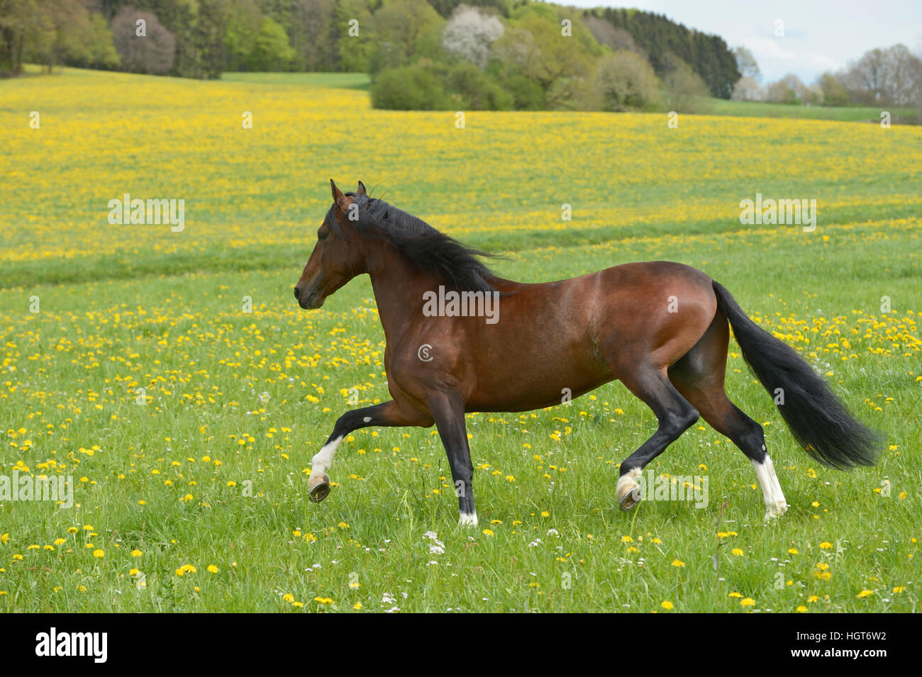 Paso Fino horse stallion 'Tabu de San Carlos' trotting on a flowering meadow, Bavaria, Germany Stock Photo