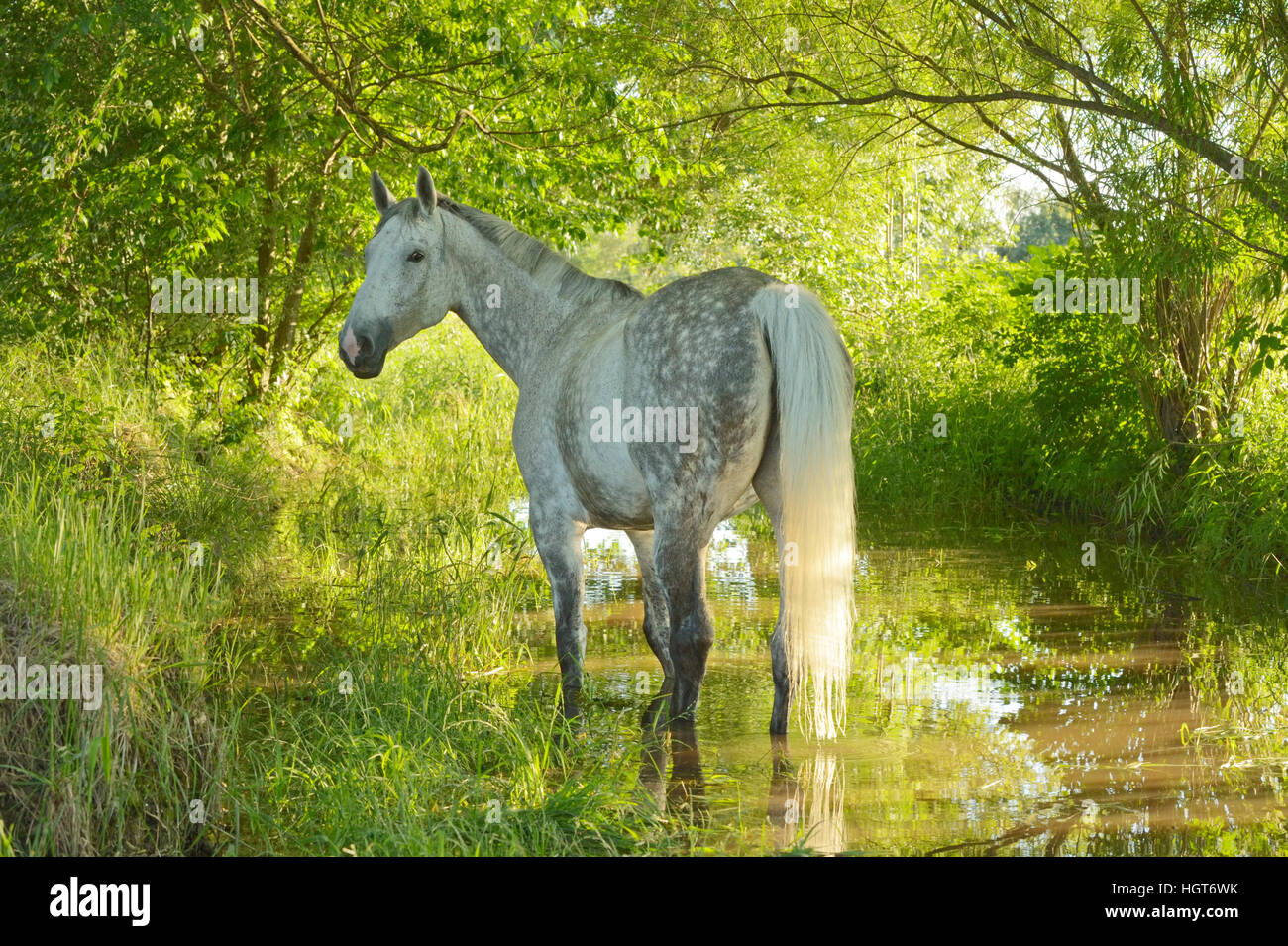 Selle Francais, Franz. Warmblut, steht in einem Bach |Selle Francais horse, French warmblood horse standing in a stream Stock Photo