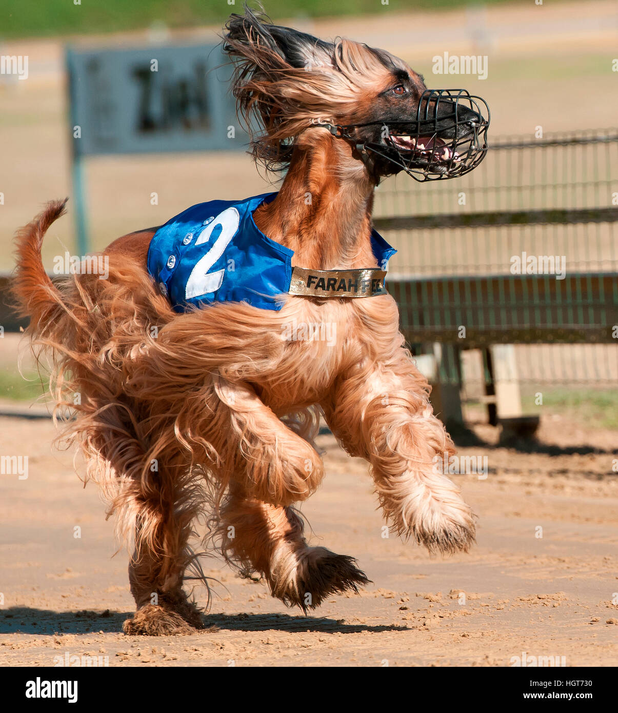 Afghan Hound during a greyhound race. Germany Stock Photo