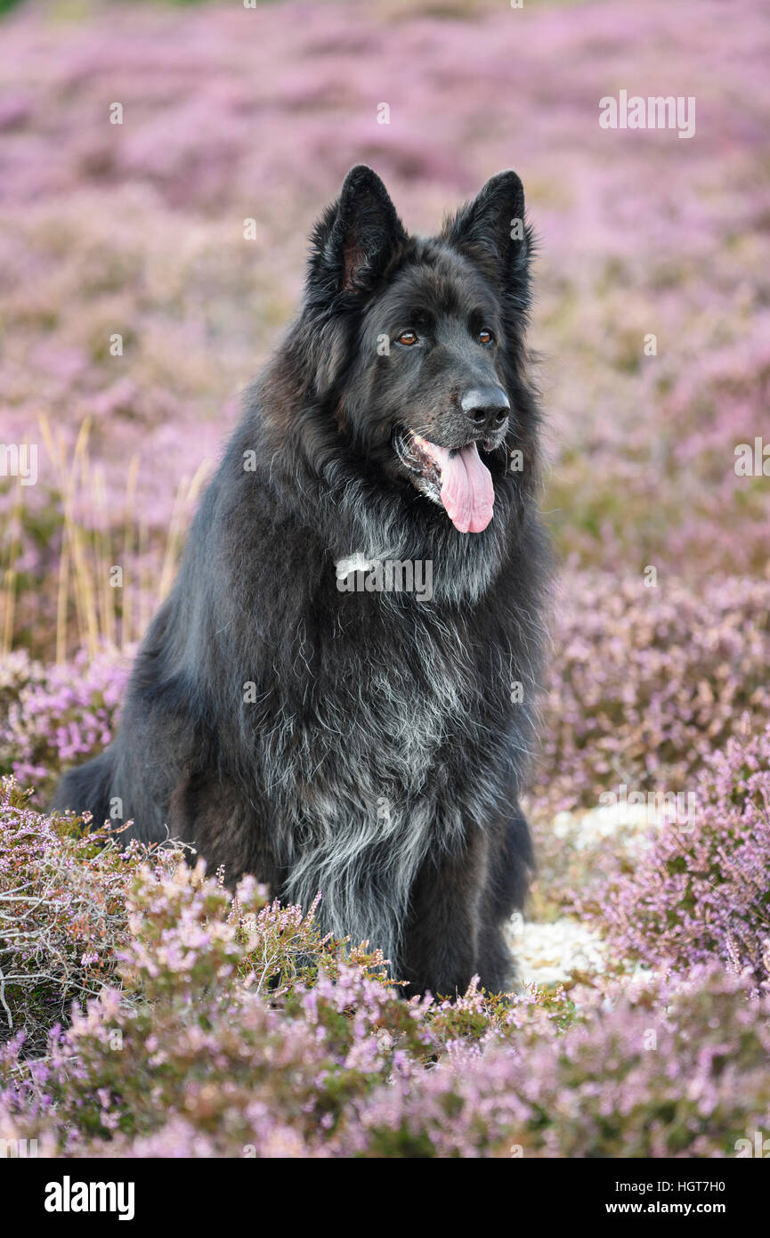 A Black German Shepherd Dog Sitting In Heather At Stokes Bay Stock