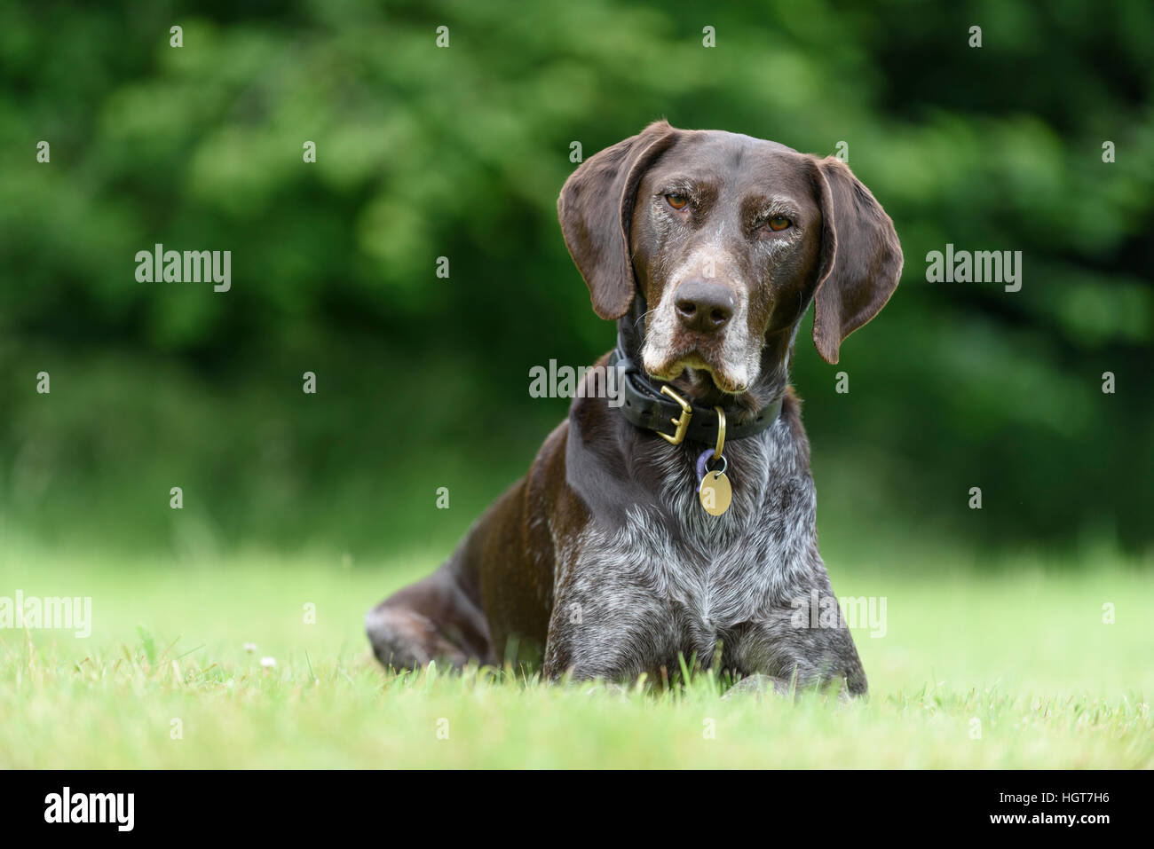 A liver and white German Shorthaired Pointer, with an alert expression, laying down in a field. Stock Photo