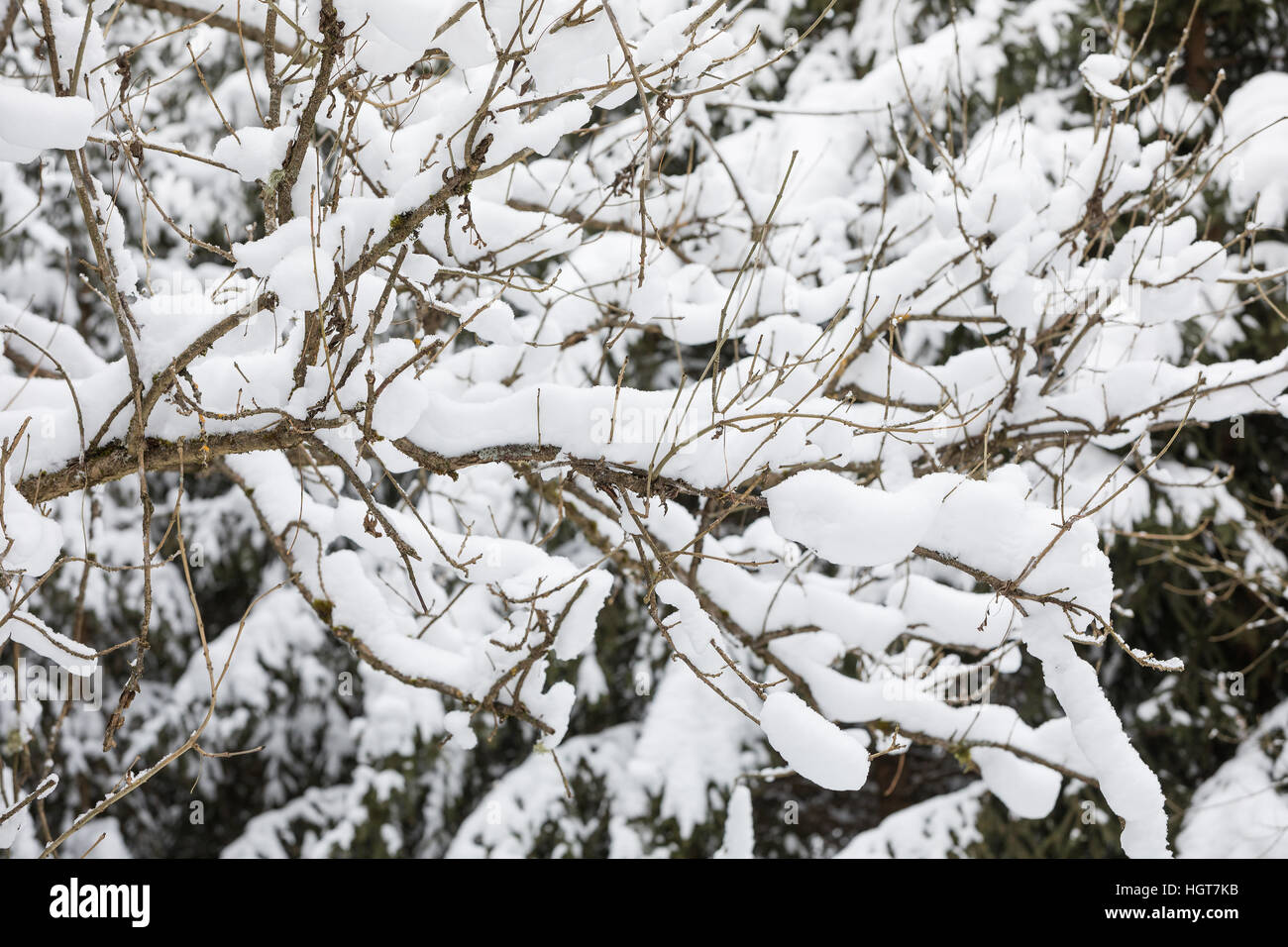 branch bent by heavy snow for winter background or backdrop Stock Photo ...