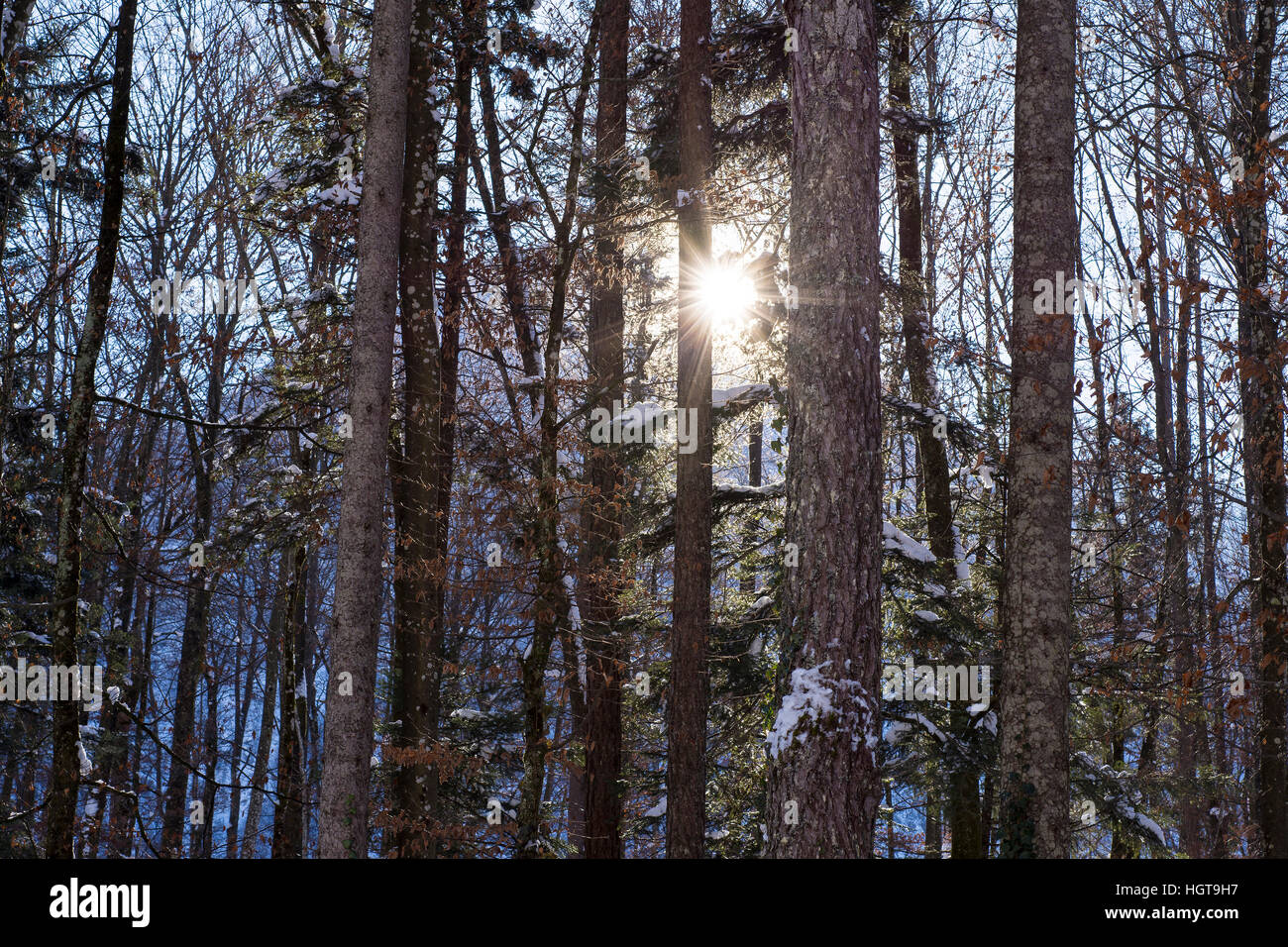 Sun Shining Through Spruce Tree Mountain Forest Covered by Snow. Winter ...