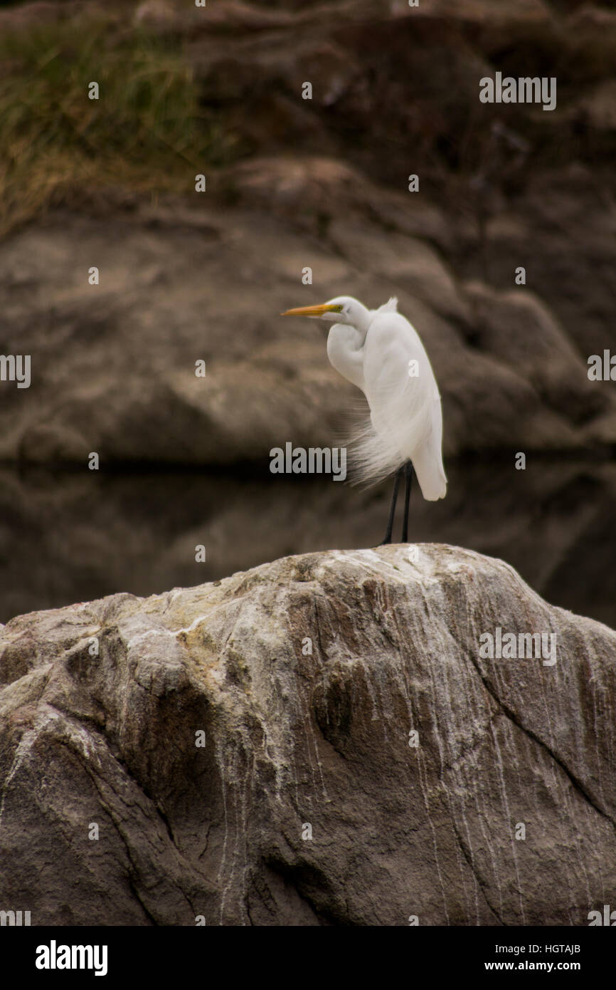 birds-of-villa-carlos-paz-cordoba-argentina-stock-photo-alamy