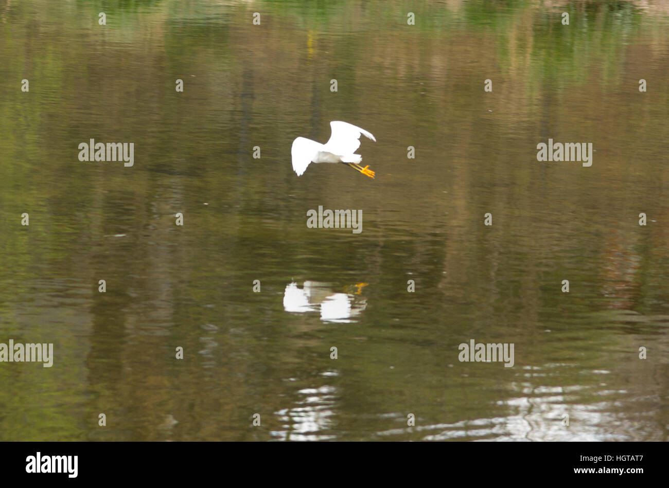 birds-of-villa-carlos-paz-cordoba-argentina-stock-photo-alamy