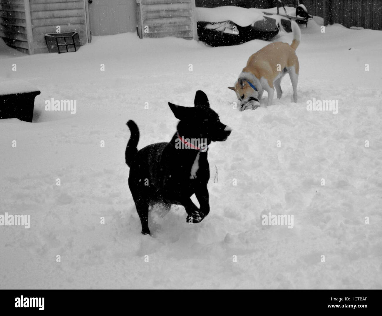 Dogs playing in first snow fall Virginia Stock Photo