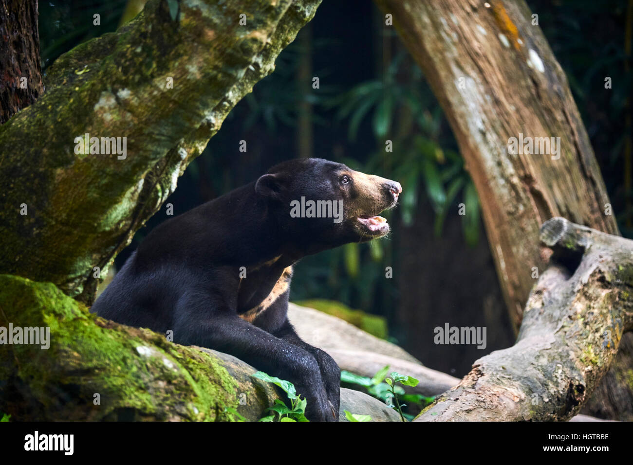 Singapore, Singapore Zoological Gardens, Mandai Zoo, sun bear Stock
