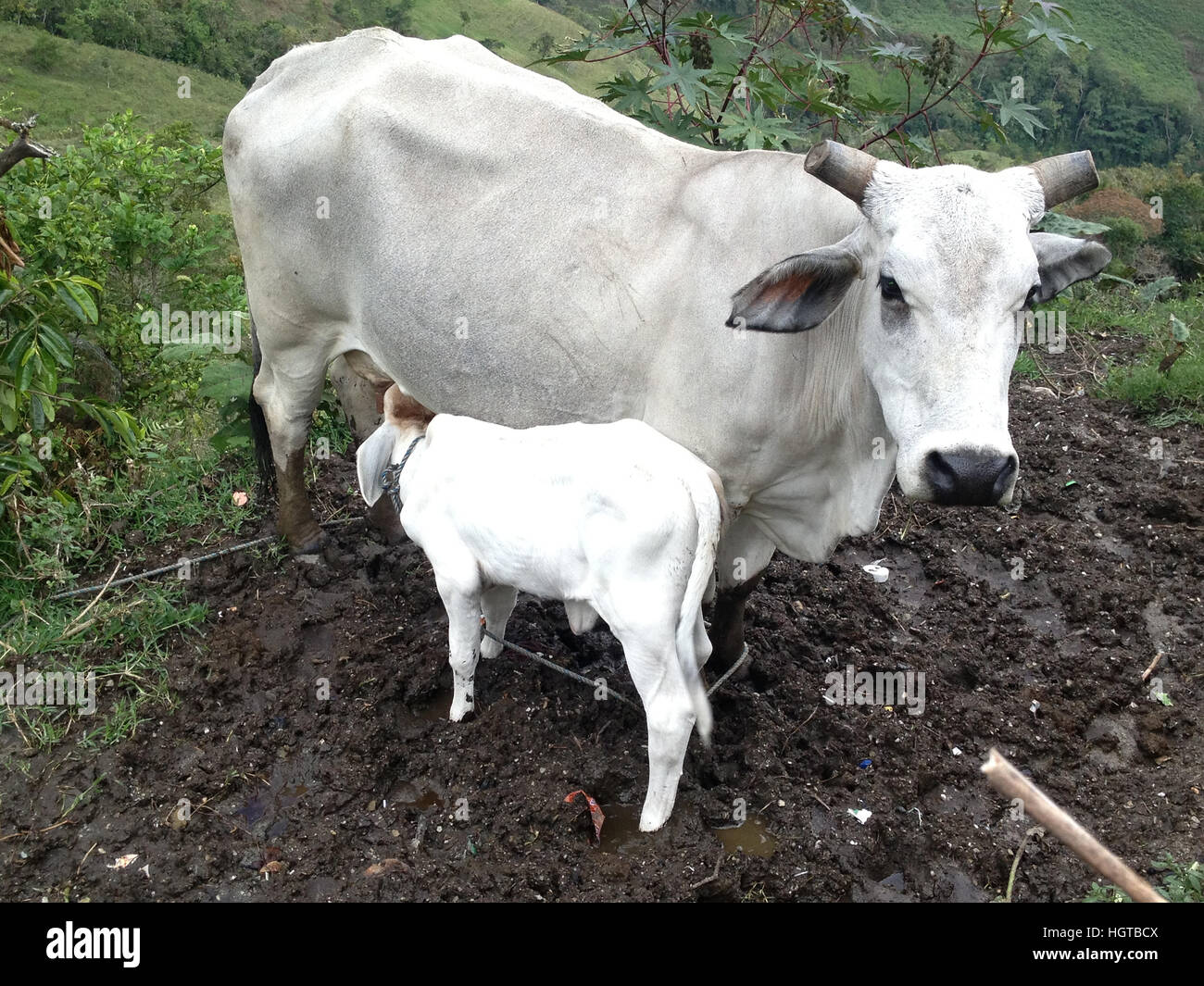 Cow Giving Milk To Calf
