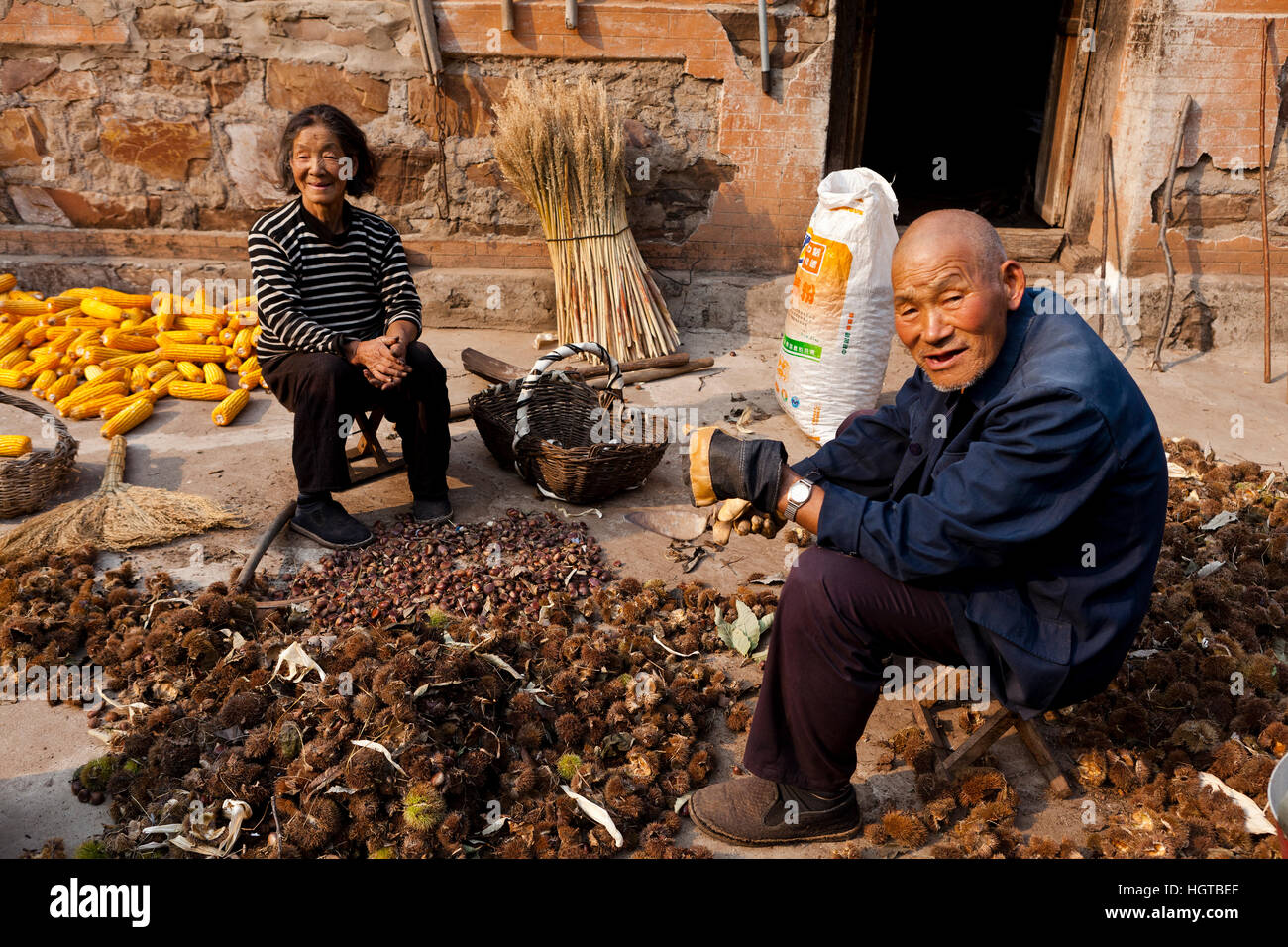 Elderly couple husking corn on a farm in rural China, Hebei Province Stock Photo Alamy
