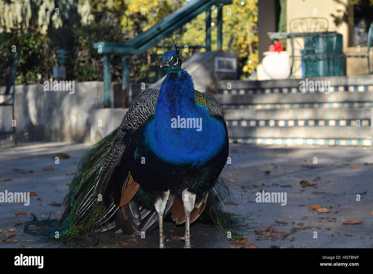 Peacock at Los Angeles County Arboretum and Botanic Garden Stock Photo