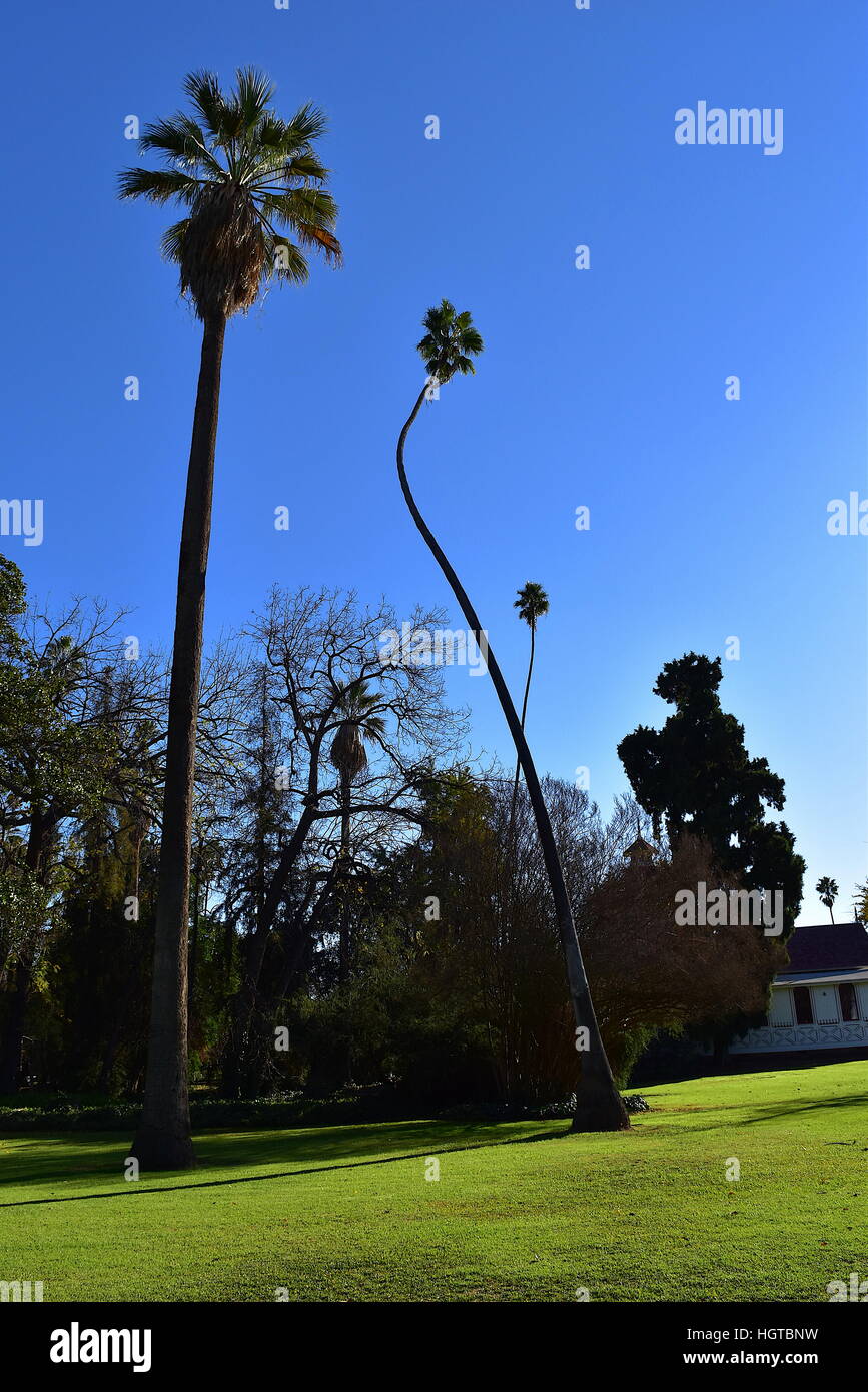 Palm trees at Los Angeles County Arboretum and Botanic Garden, near Queen Anne's Cottage Stock Photo