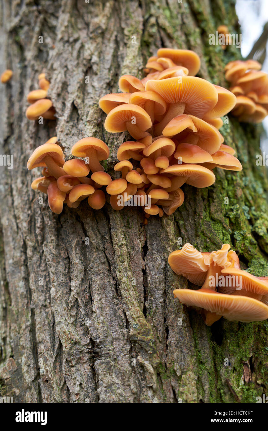 Parasitic Honey Fungus (Armillaria mellea) living on a woodland tree, UK. Stock Photo