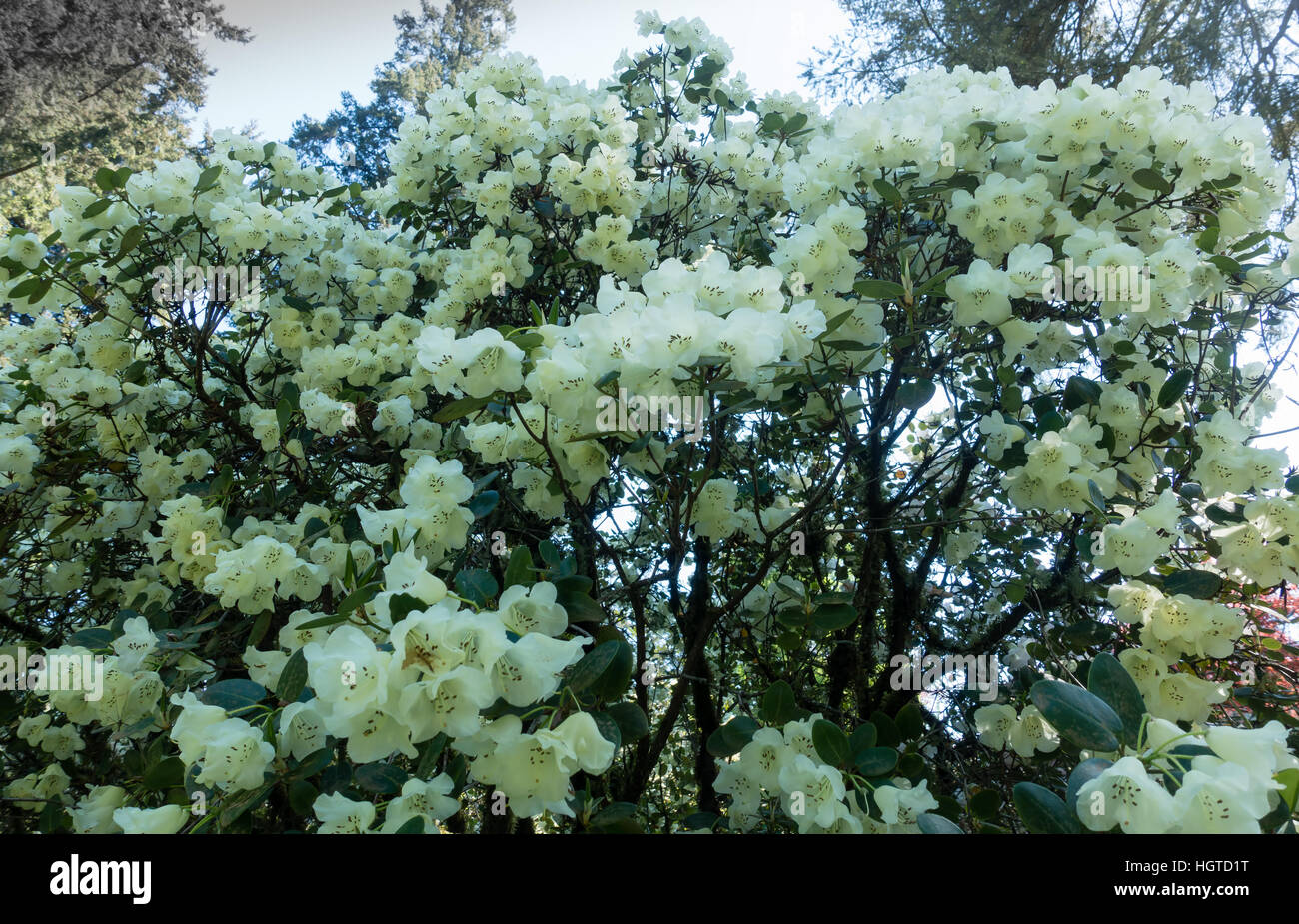 Closeup shot of white Azaleas. Stock Photo