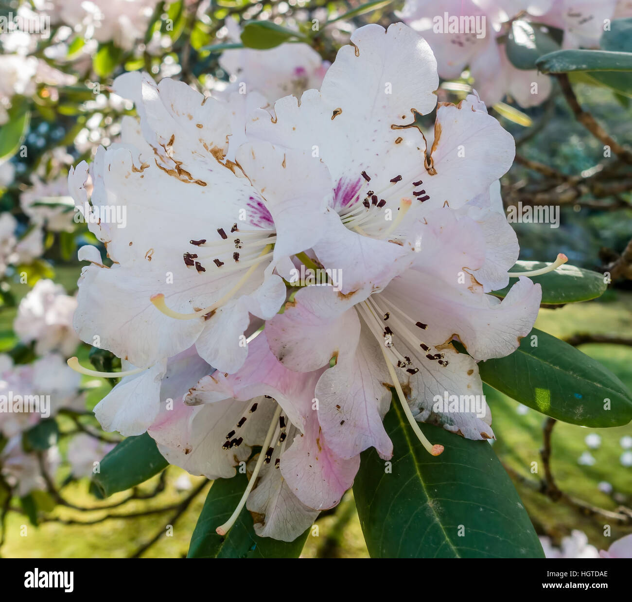 Macro shot of white Rhododendron blossoms. Stock Photo