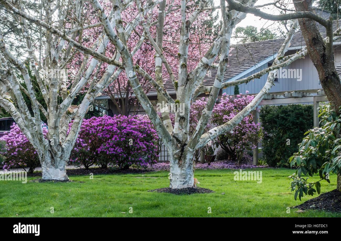 Two white trees grow in from of purple, and pink Spring flowers in the