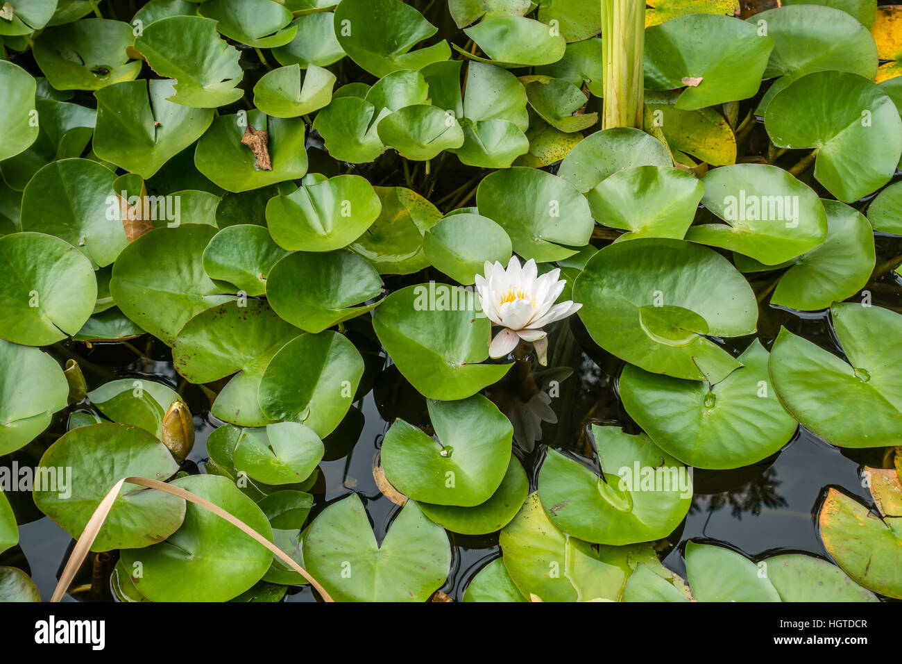 One white water lily blooms in a sea of green leaves Stock Photo - Alamy