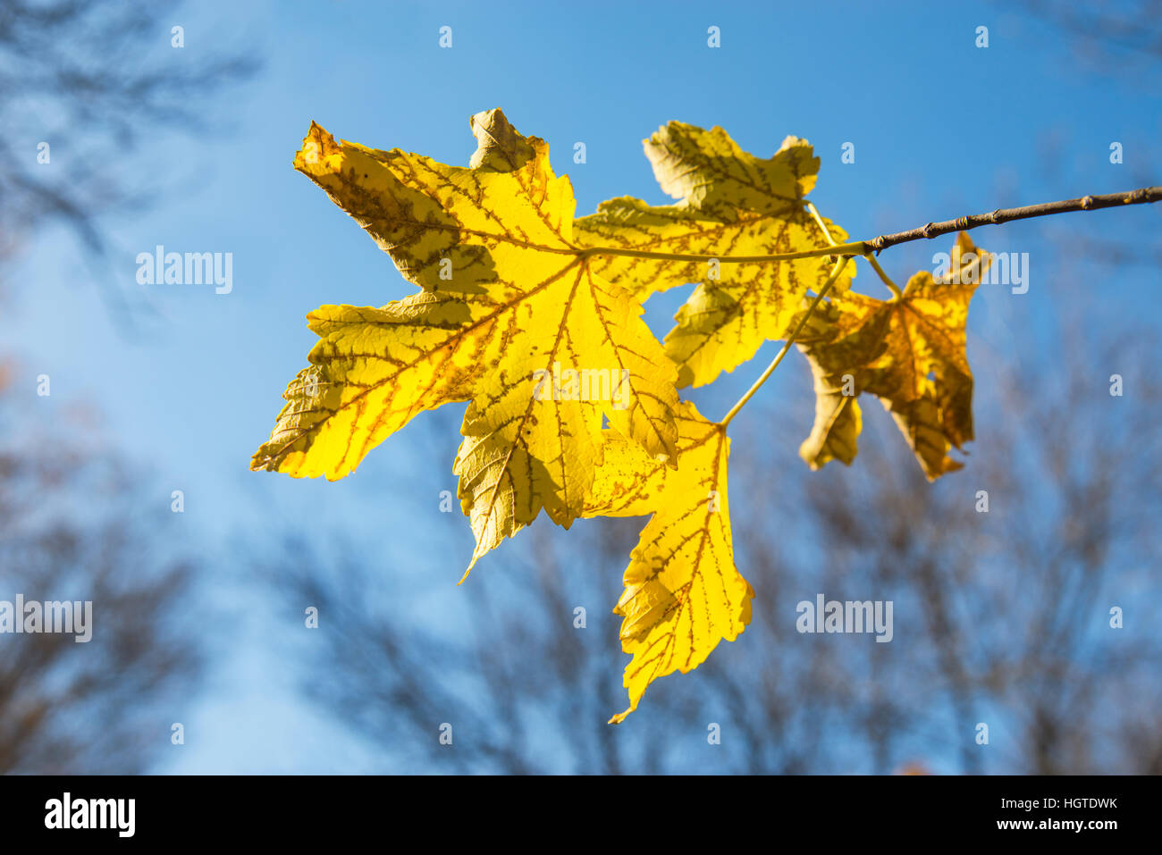 Autumn poplar leaves against blue sky. Stock Photo