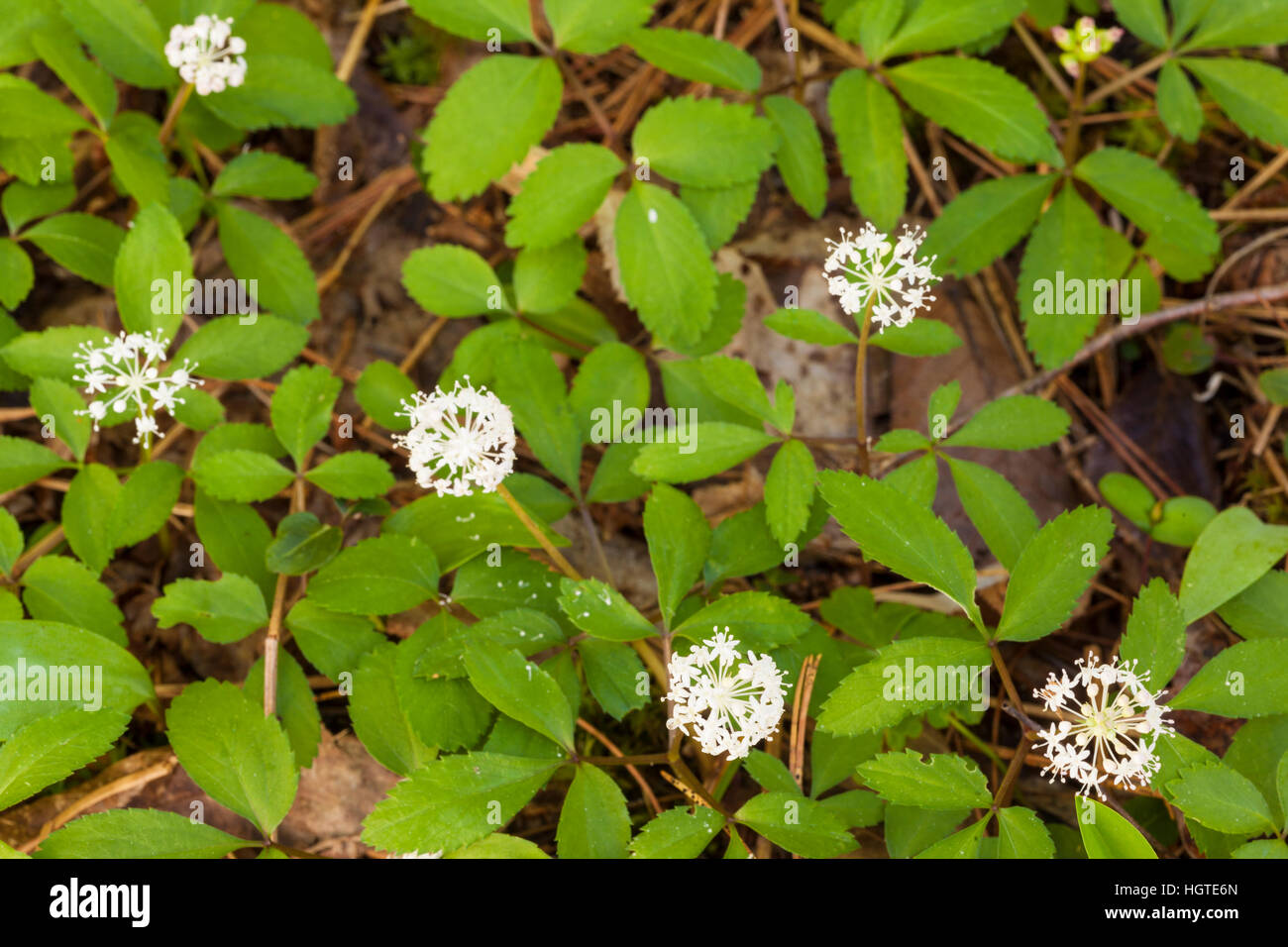 Dwarf ginseng, Panax trifolius, in a Durham, New Hampshire forest Stock