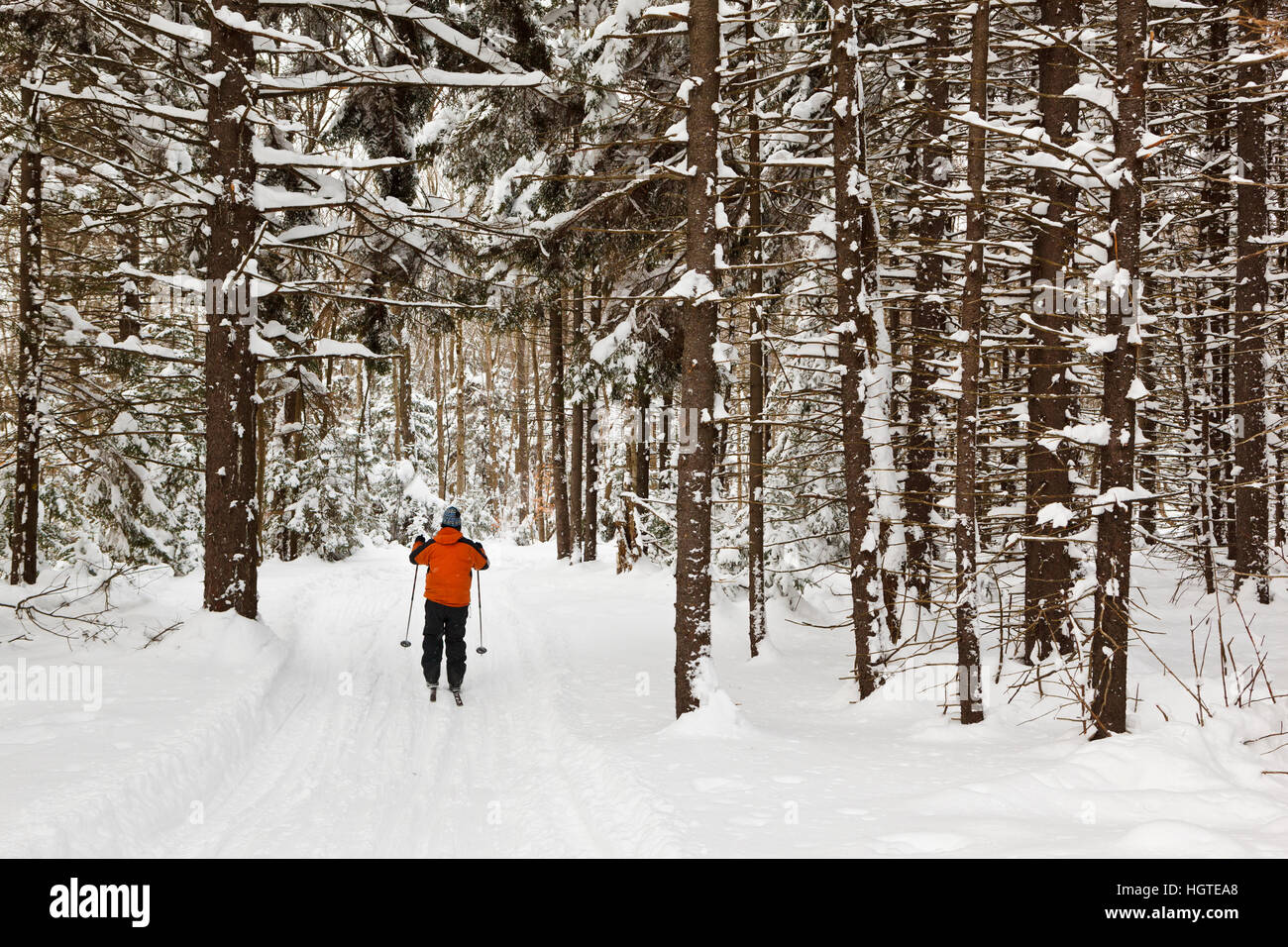 A man cross country skiing at the Notchview Reservation in Windsor