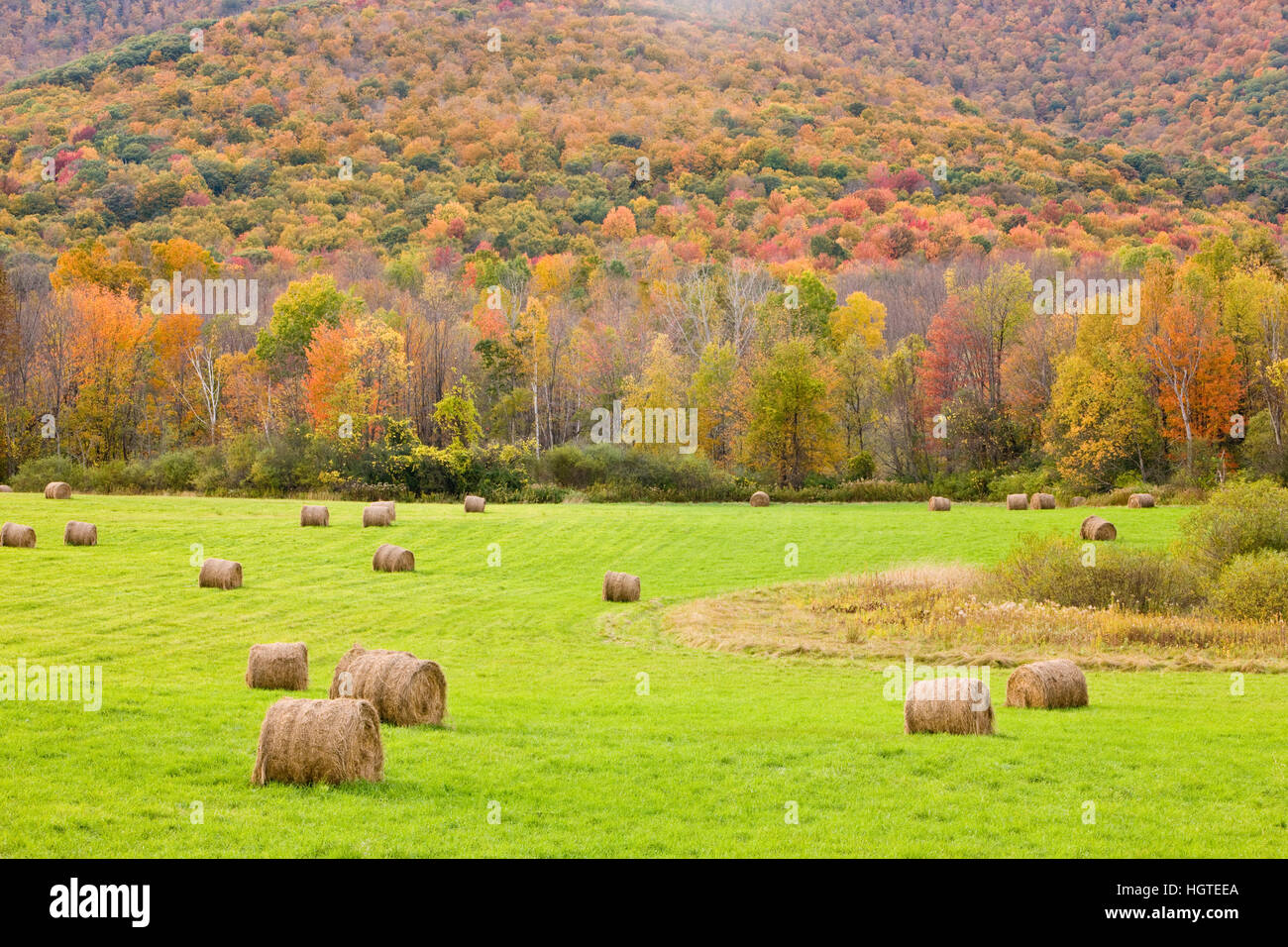 Hay bales and fall foliage, on a farm in Williamstown, Massachusetts ...
