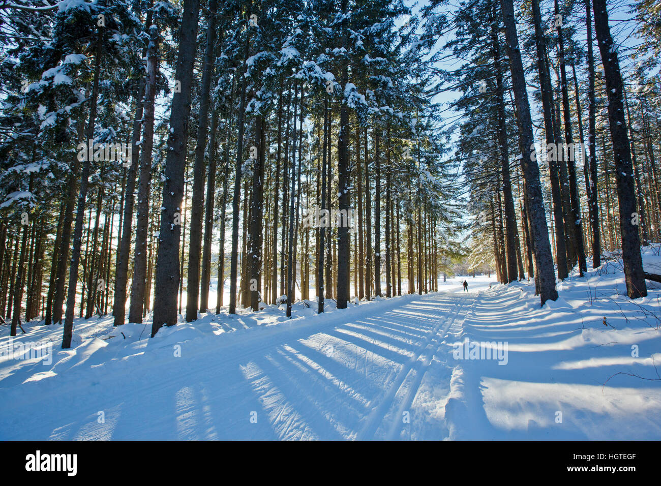 Crosscountry ski trail in a spruce forest at the Notchview Reservation