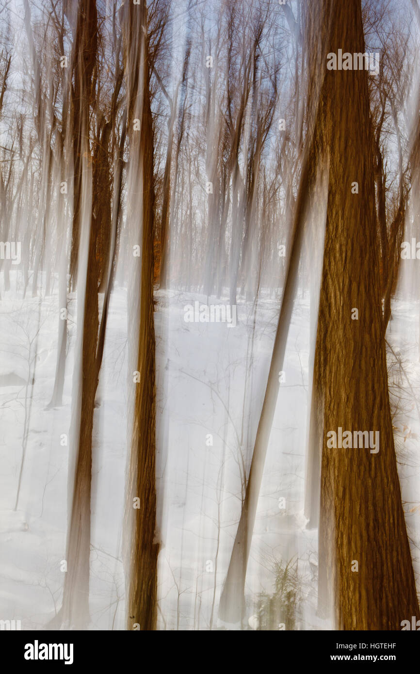 Winter abstract in the forest at the Chapel Brook Reservation in