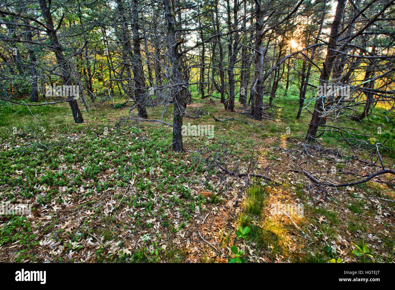 Pitch pine forest on the Biddle Property in Wellfleet, Massachusetts